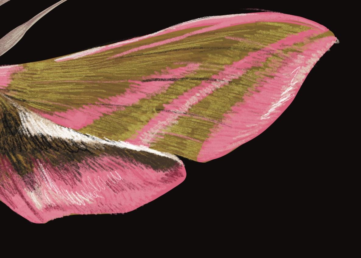 Elephant Hawk Moth Illustrated Poster - Etsy Australia