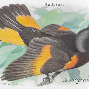 Collezione di cartoline litografiche "Uccelli utili d'America" degli anni '30