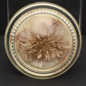 Vintage Real Dried Flower Glass Paperweight