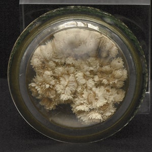 Vintage Real Dried Flowers Glass Paperweight