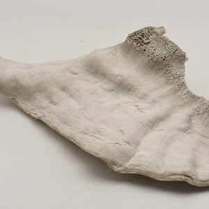 May include: A white, porous, and textured piece of coral. The coral has a rough, uneven surface and a light, faded color.