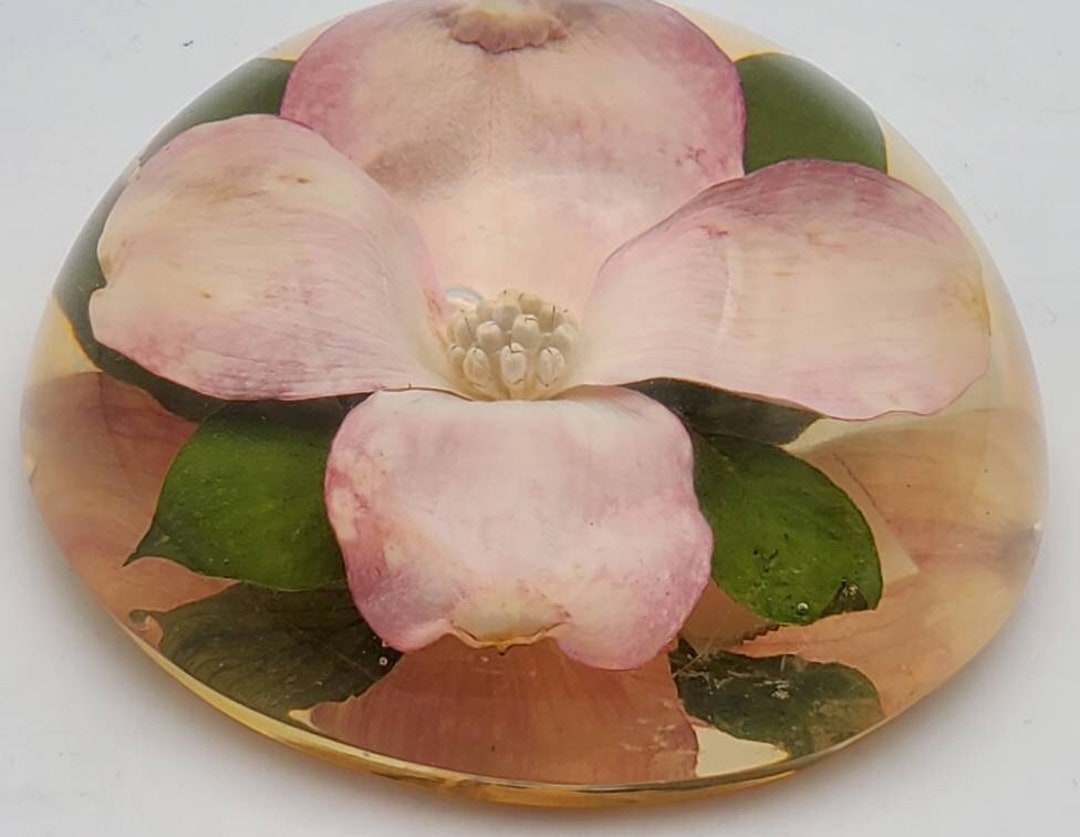 Vintage Dogwood Flower Encase in Resin Dome Paperweight Etsy