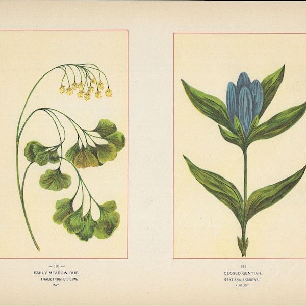 1894 Wild Flowers of America Print - Early Meadow-Rue & Closed Gentian