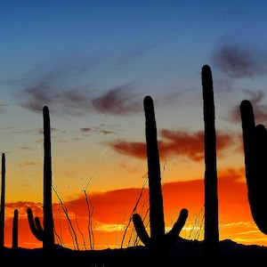 Cactus Sunset, Arizona, Sunset Art, Wall Art, Fine Art, Photography, Wall Decor, Sunset Print, Print, Nature Print, Cactus Print