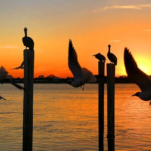 Birds at Sunset, Jacksonville, Mayport, Fine Art Print, Sunset Print, Print, Photography,  Wall Art, Wall Decor, Beach Print, Ocean, Pelican