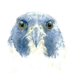 Ritratto ad acquerello di falco pellegrino, Arte degli animali selvatici, Stampa fine art di uccello rapace, Regalo per amanti dei uccelli.