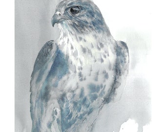 Peregrine Falcon Watercolor Painting, Fine Art Print of Wild Bird of Prey in Modern Art Style, Birds of Prey Art