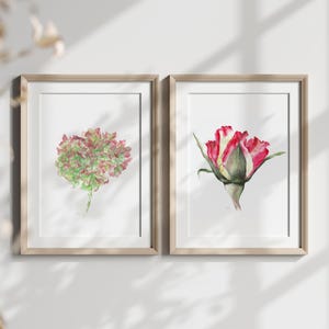 Set van 2 botanische aquarelprints van een rozenknop en een hortensia, eigentijdse moderne bloemenwanddecoratie.