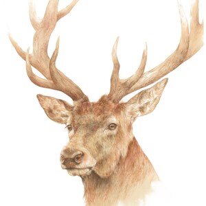 Grande dipinto ad acquerello di cervo nobile, Stampa di alta qualità fine art di ritratto di cervo, Pittura ad acquerello animale selvatico.