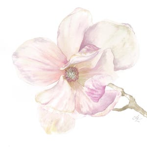 Dipinto originale di fiore magnolia rosa aperta, Pittura floreale arte da parete, Dipinto fiore da giardino primaverile, Arte botanica.