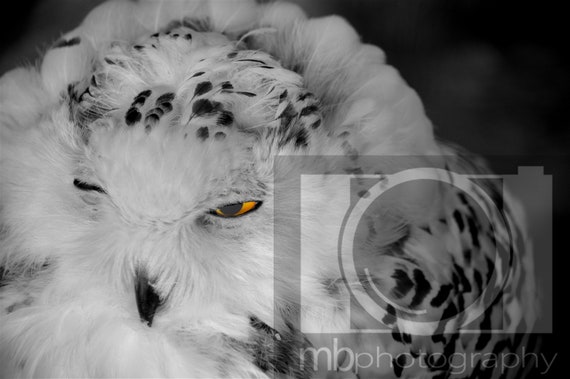 Snowy Owl High Contrast Black And White Photograph Print A4 Mounted Card Frame