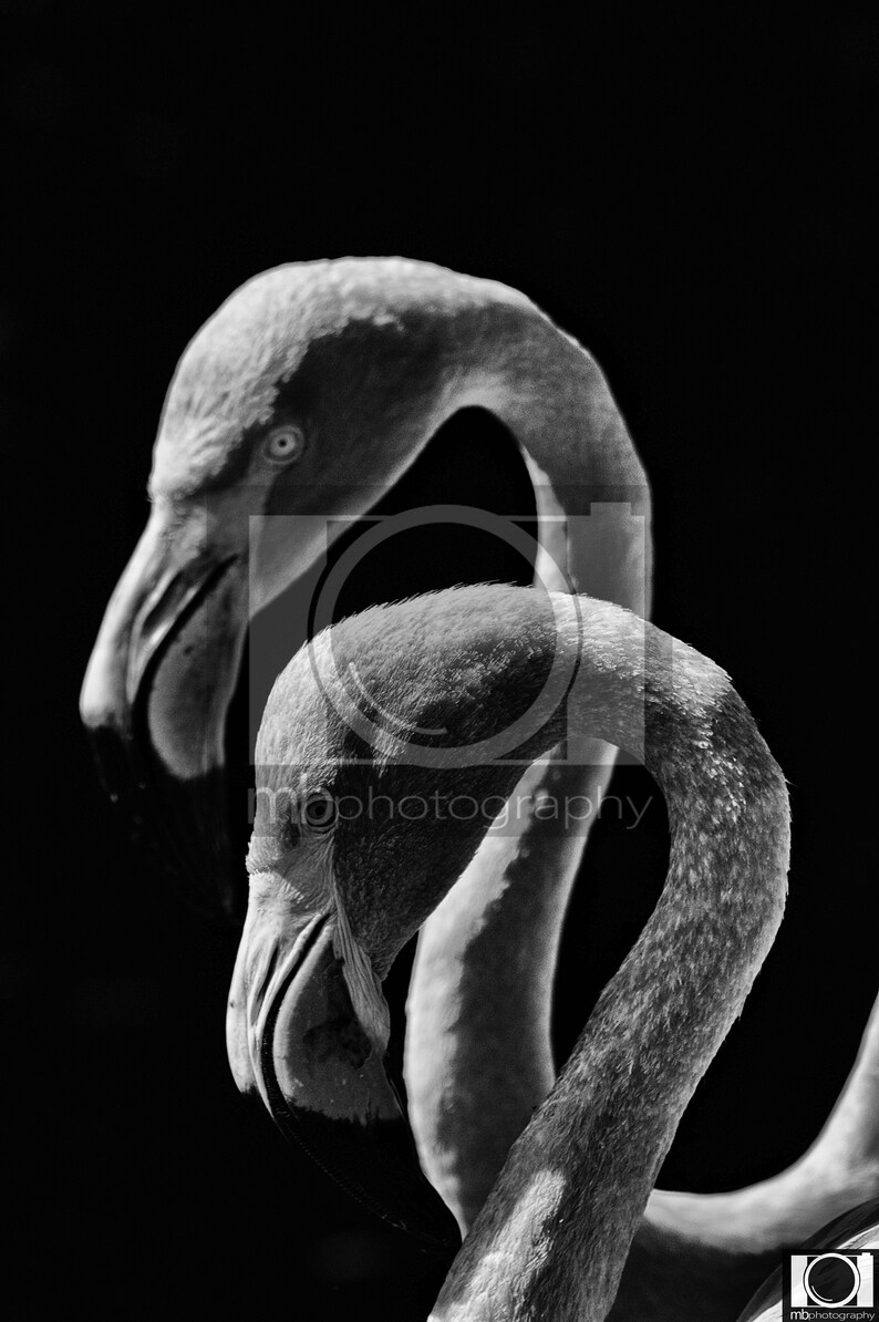 Colour or black and white high quality print 9x6/'/' in A4 mount The Flamingo Twins