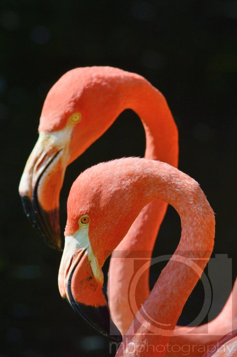 Colour or black and white high quality print 9x6/'/' in A4 mount The Flamingo Twins