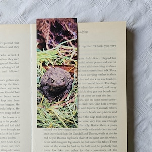 Op de afbeelding: Een close-up van een grote, bruine pad die op een bed van groene bladeren zit. De pad heeft een getextureerde, hobbelige huid en grote, donkere ogen. De pad wordt omringd door weelderig groen.