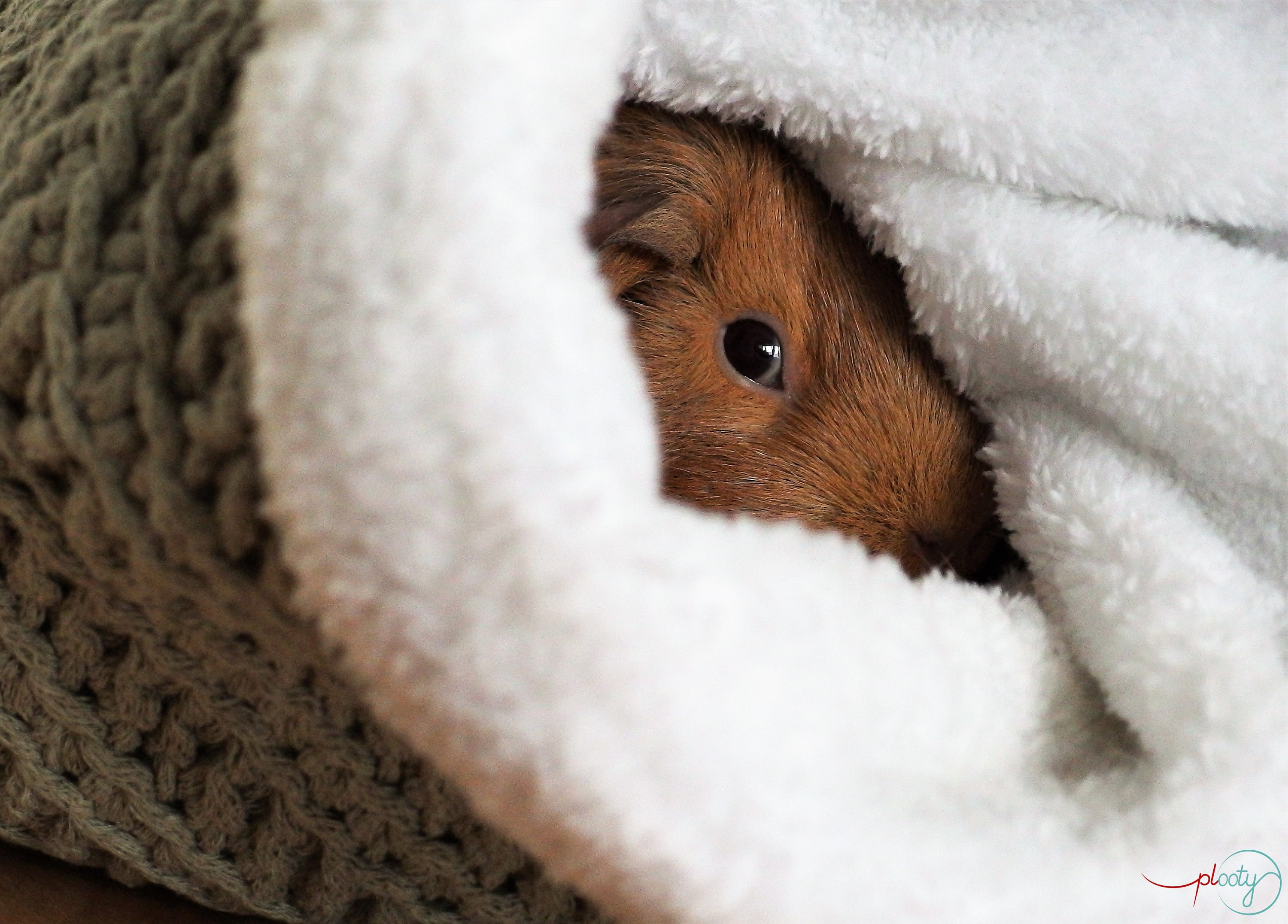 Guinea Pig Mink Pig Cover Guinea Pig Bed Rodent House Etsy UK