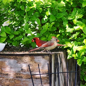 Cardinal Pair