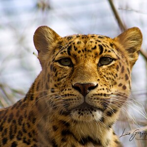 Amur Leopard (Photo)