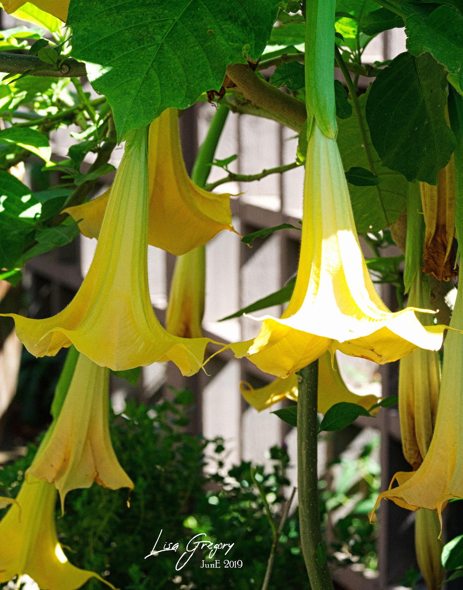 Angel Trumpets photo Etsy