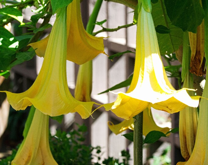 Angel Trumpets photo Etsy