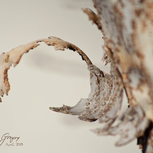 Curling Bark Brown