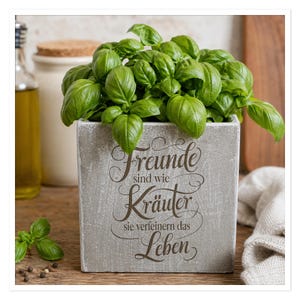 Könnte beinhalten: Ein quadratischer, grauer Betonpflanztopf gefüllt mit leuchtend grünem Basilikum. Der Pflanztopf trägt den deutschen Text "Freunde sind wie Kräuter sie verfeinern das Leben" in brauner Schrift. Weitere Küchenartikel sind im Hintergrund.
