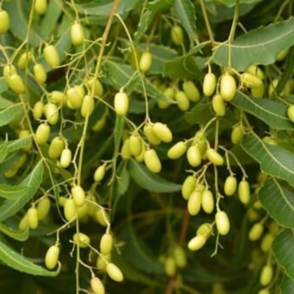 Neem Tree Seeds 40 Azadirachta indica For germinating your own Home Gardening Neem Neboli Nimboli Beej,Dried Neem Fruit,Nimodi,Neem Tree