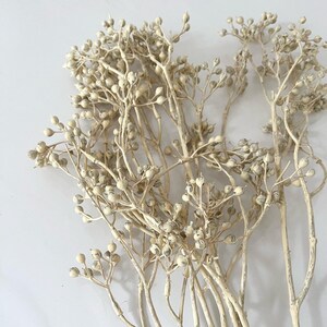 Könnte beinhalten: Ein Strauß getrockneter weißer Blumen mit kleinen, runden Samenkapseln. Die Stiele sind dünn und zart, und die Blumen sind in einem lockeren, natürlichen Büschel angeordnet.