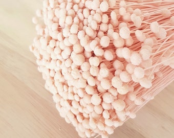 Trockenblumen - Boton Mini Rosa 1 Bund