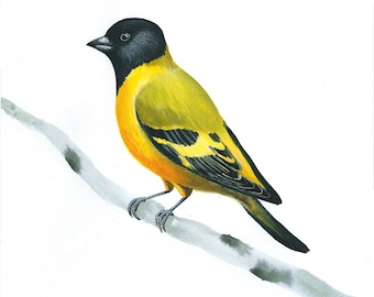 Art Print: Painted hooded siskin, bird on a branch, art with birds