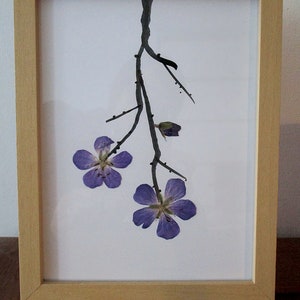 Frame with pressed flowers, geranium flowers, meadow crane's-bill, frames flowers image 1