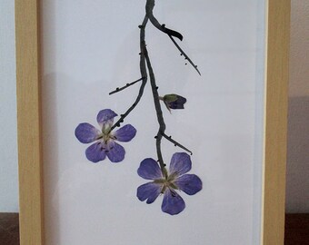 Frame with pressed flowers, geranium flowers, meadow crane's-bill, frames flowers