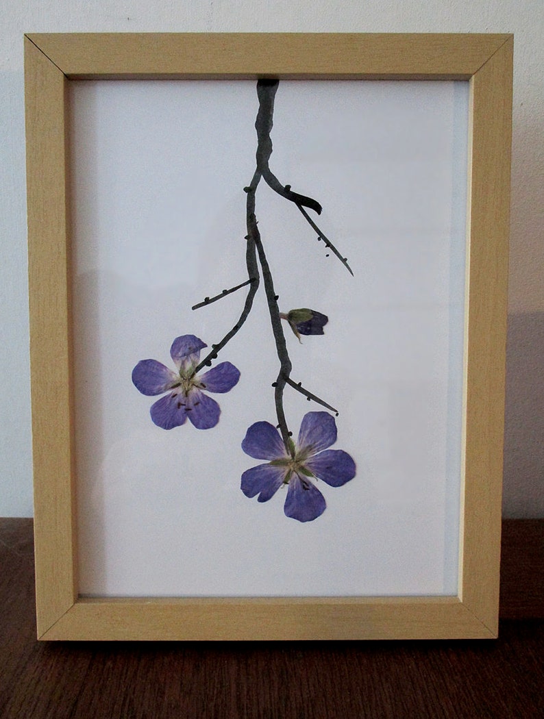 Frame with pressed flowers, geranium flowers, meadow crane's-bill, frames flowers image 1