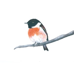 May include: A colorful painting of a small bird perched on a branch. The bird has a black head, a vibrant orange chest, and a white belly. Its wings are a mix of brown and black. The bird is set against a plain white background.
