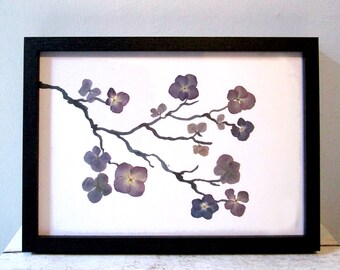 Botanical art, hydrangea flowers in black frame