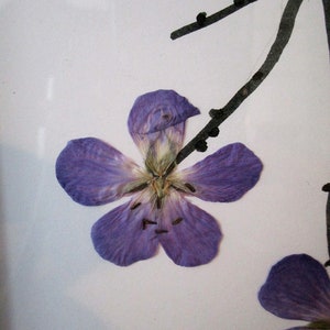 Frame with pressed flowers, geranium flowers, meadow crane's-bill, frames flowers image 2