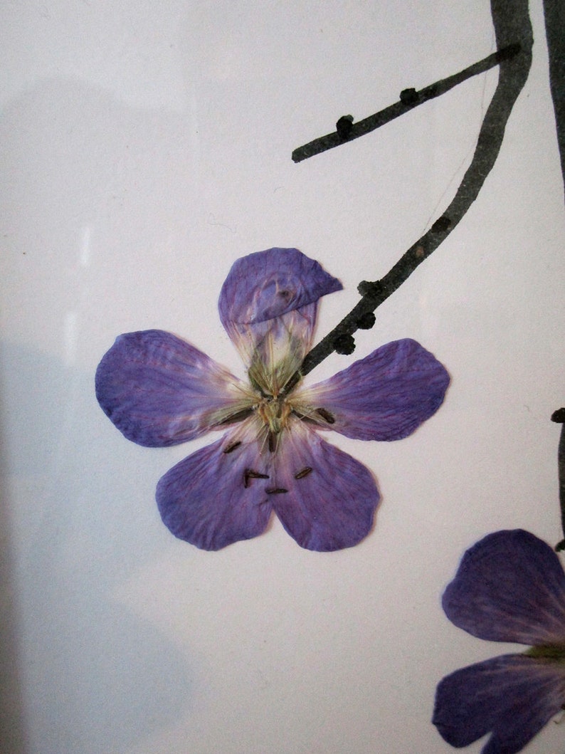 Frame with pressed flowers, geranium flowers, meadow crane's-bill, frames flowers image 2