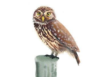 アート プリント、小さなフクロウ、紙に鳥を印刷、フクロウ、フレーム内の鳥、鳥の絵、フクロウ アート、小さなフクロウ、フクロウ
