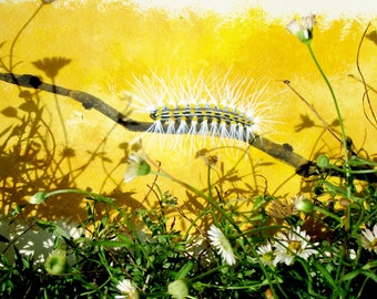 Art print with caterpillar and flowers and shadowplay, summer feeling, sunshine, garden scenes