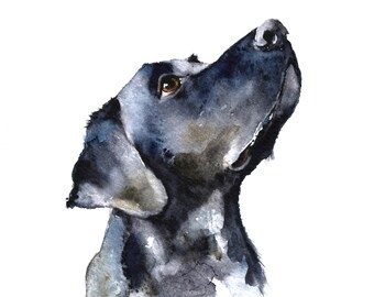 did you say bone?  a giclee print of a Labrador by Jane Davies