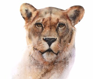 Ldun the lioness a watercolour giclee print of a lioness by Jane Davies