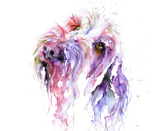 Bella a colourful watercolour giclee prints of a Spinone by Jane Davies