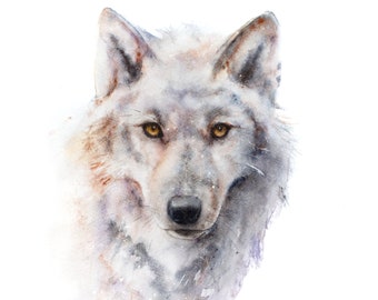 A watercolour giclee print of a white wolf by Jane Davies