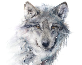 A watercolour giclee print of a grey wolf by Jane Davies