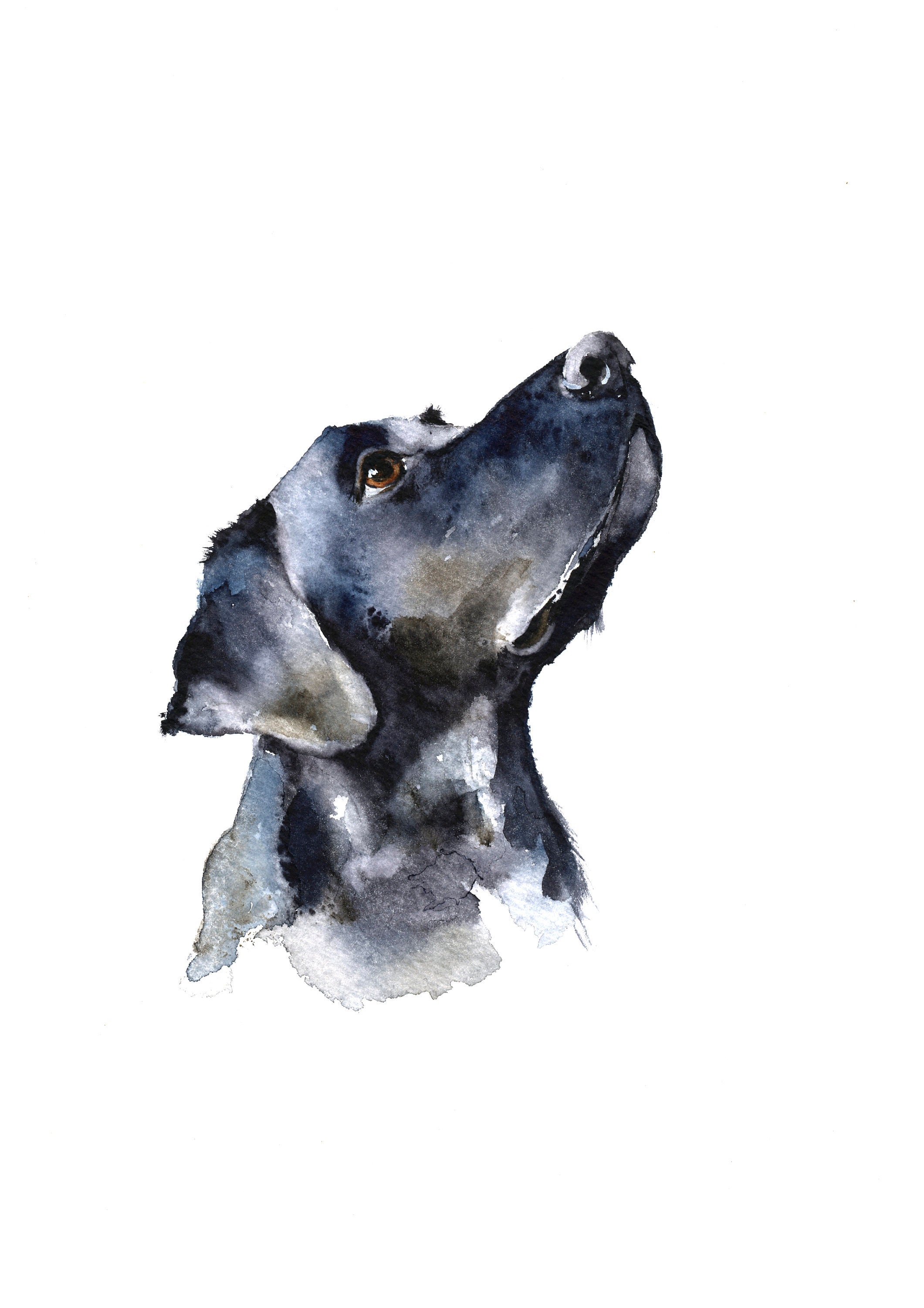 Did You Say Bone a Giclee Print of a Labrador by Jane Davies - Etsy UK