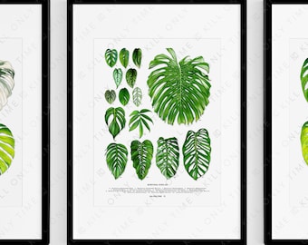 Monstera Species Art Print, Plant Art, Botanical Taxonomy, Monstera Deliciosa, Tropical Plants, Obliqua, Dubia, Lechleriana, Esqueleto