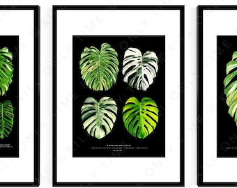 Variegated Monstera Species Art Print: Thai Constellation, Albo, Aurea, Mint Tropical Foliage Botanical Illustration