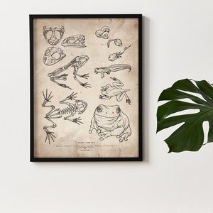 May include: A black and white vintage illustration of a frog, showing different stages of its life cycle, including a skeleton, tadpole, and adult frog. The illustration is framed in a black frame and hangs on a white wall.