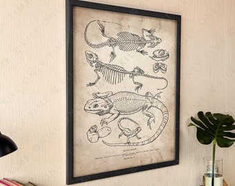 Bearded Dragon Skeleton Art Print: Hand-Drawn Vintage-Style Scientific Pogona Skull Illustration, Anatomical Lizard Poster