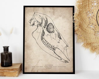 Deer Skull Art Print - Deer Skeleton Drawing, White-tailed Deer, Mammal Species Anatomical Art, North American Wildlife Wall Art
