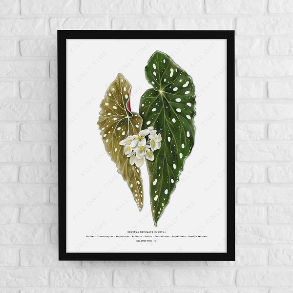 Begonia Maculata Etsy